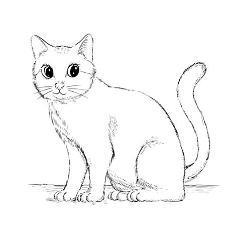 vector hand drawn cat outline illustration