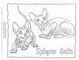 Cat Sphynx sketch template