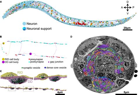 frontiers  pipeline  volume electron microscopy   caenorhabditis elegans nervous