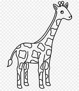 Jerapah Mewarnai Hewan Kartun Buku Menggambar Keluarga Darat Giraffe Sketsa sketch template