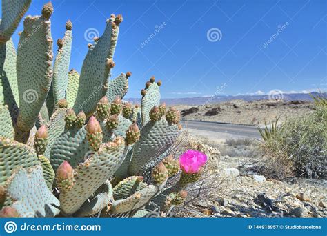 opuntia basilaris   beavertail cactus stock image image