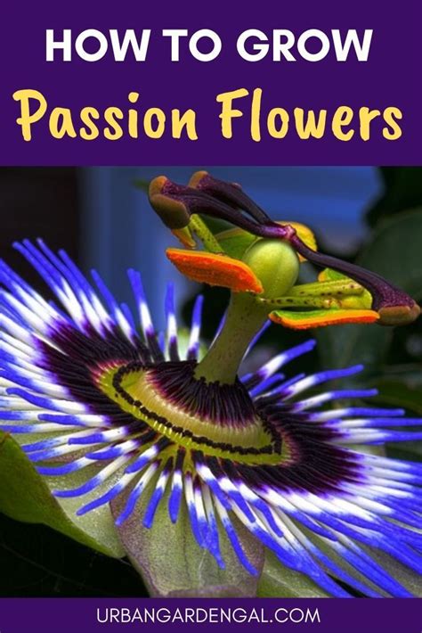 How To Grow Passion Flowers Passion Flowers Are Beautiful Climbing