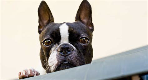 boston terrier dog breed