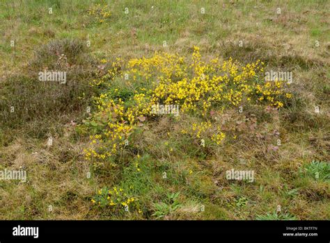 overzichtsfoto van stekelbrem en kruipbrem  een heischraal grasland stock photo alamy