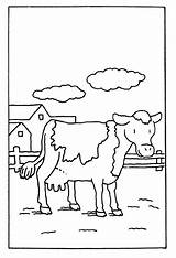 Koe Kleurplaten Mucche Krave Ferme Cows Vache Kleurplaat Kuh Cow Mewarnai Sapi Vaquitas Colorat Koeien Kolorowanki Krowy Vaca Vacas Animale sketch template