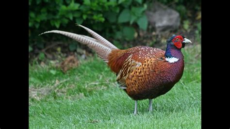 pheasants breeds youtube