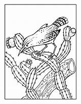 Kaktus Wren Getdrawings Arizona Bestcoloringpagesforkids sketch template