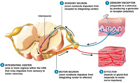 structure of the spinal cord reflexes and nerves week