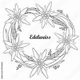 Edelweiss Vector Flower sketch template