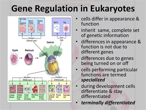 Regulation Of Gene Expression In Eukaryotes Gambaran