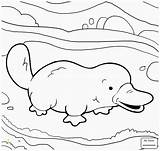 Platypus Coloring Pages Cute Duckbill Printable Perry Color Supercoloring Drawing Duck Billed Baby Template Ornitorrinco Easy Para Colorear Divyajanani Dibujo sketch template