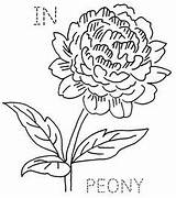 Indiana Flower Peony Drawing State Coloring Embroidery Rudbeckia Flowers Flickr Template Zinnia Block Inch Size Click Designlooter Via Getdrawings Tattoo sketch template