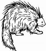 Porcupine Coloring Pages Porcupines Color Printable Prickly Book Friend Kids Letter Drawing Supercoloring Preschool Animal Print Crafts Outline Cape Animals sketch template