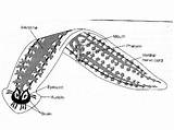 Tapeworms Parasite Flatworms Organism Parasites Flukes sketch template