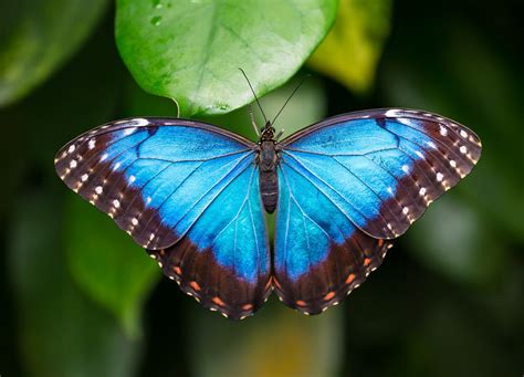 blue morpho butterfly releases callaway resort gardens