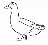Enten Ausmalbilder Duck sketch template
