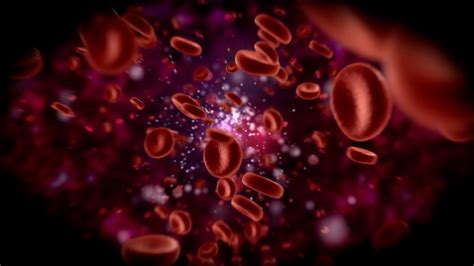 red blood cells flow traveling   vein  body