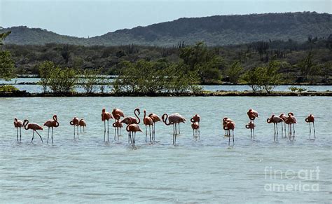 flamingos  curacao photograph  kenneth lempert fine art america