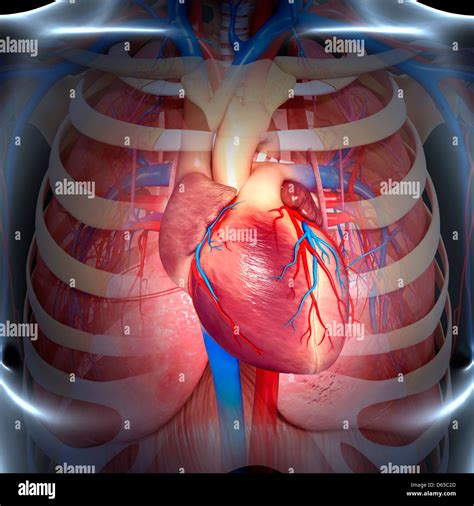 anatomia del torace artwork foto stock alamy