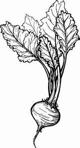 Beetroot Drawing Beet Plant Coloring Beets sketch template