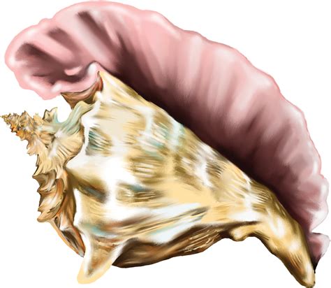 shell clipart conch shell conch transparent     webstockreview