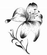 Lily Tattoo Flower Drawing Drawings Sketch Lilies Flowers Tattoos Lotus Lilly Stargazer Calla Lillies Lilium Paintingvalley Rose Designs Cool Pad sketch template