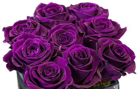 Preserved Purple Roses In Mercury Cube Vase Ambiencedecojm
