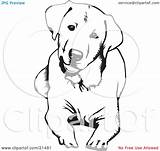 Labrador Coloring Retriever Clipart Dog Lying Down Head Lab Pages Drawings Outline Drawing Line Illustration Clip Curious Cute Silhouette Golden sketch template