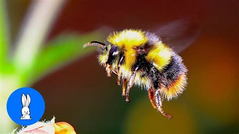 giant furry bumblebees cute compilation youtube
