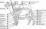 Anatomy System Musculoskeletal Safarivet Dogs Bones Mask Master sketch template