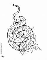 Serpiente Colorear Sibon Rattlesnake Diamondback Culebras Designlooter Reptiles sketch template