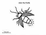 Firefly Fireflies Colouring Exploringnature sketch template