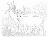 Deer Coloring Tailed Color Whitetail Pages Getcolorings sketch template
