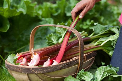 How To Grow Rhubarb Bbc Gardeners World Magazine