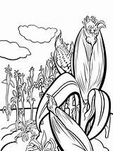 Corn Coloring Pages Plant Stalks Drawing Vegetables Kids Stalk Print Fun Drawings Color Recommended Getdrawings Paintingvalley Template sketch template