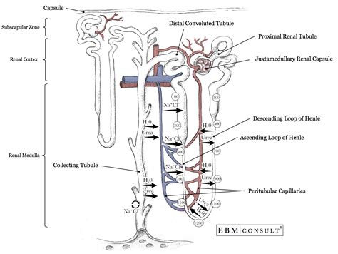 anatomy nephron