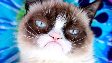 grumpy cat  internets grumpiest legend  died meowingtons