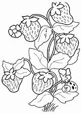 Erdbeere Ausmalbild Branch sketch template