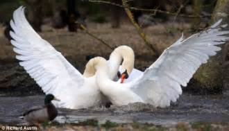 wind your neck in male swans become entangled during vicious battle for supremacy daily mail