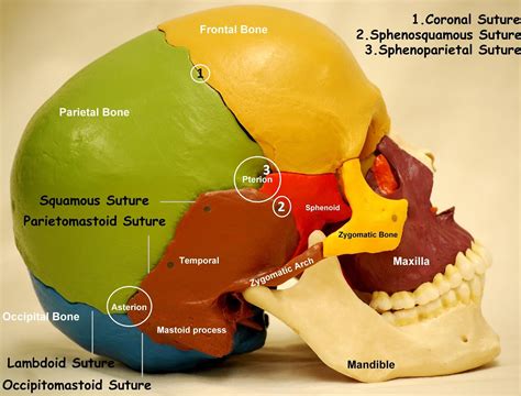anatomy  easy lateral view  skull
