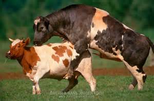 Www sex cow