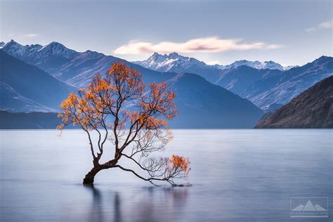 That Wanaka Tree This Is Probably The Most Photographed Tree In New
