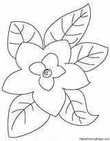 Magnolia Leaves Coloring Bestcoloringpages sketch template