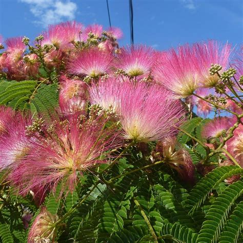 albizia julibrissin rasadnik jelena