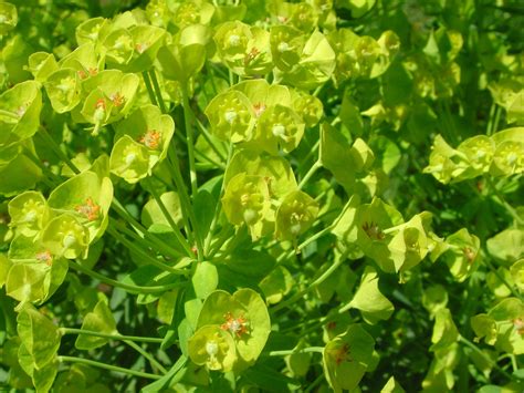 flowers  spurge nature photo gallery