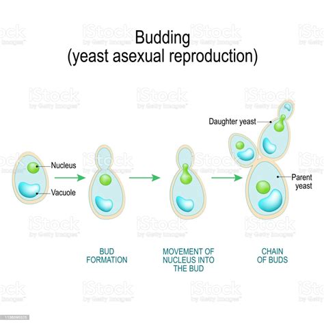 Budding Asexual Reproduction Of Yeast Cell Stock