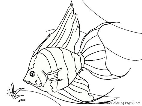 realistic fish coloring pages coloring home
