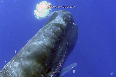 Italian Coast Guard Organizes Effort To Rescue Sperm Whale