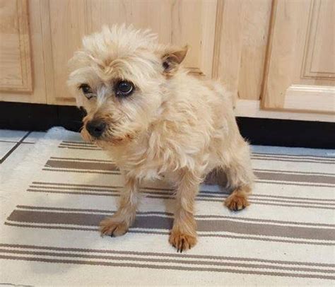 adopted babs adorable cairn terrier mix westminster colorado