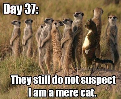 find  kitty funny animal memes animal jokes funny